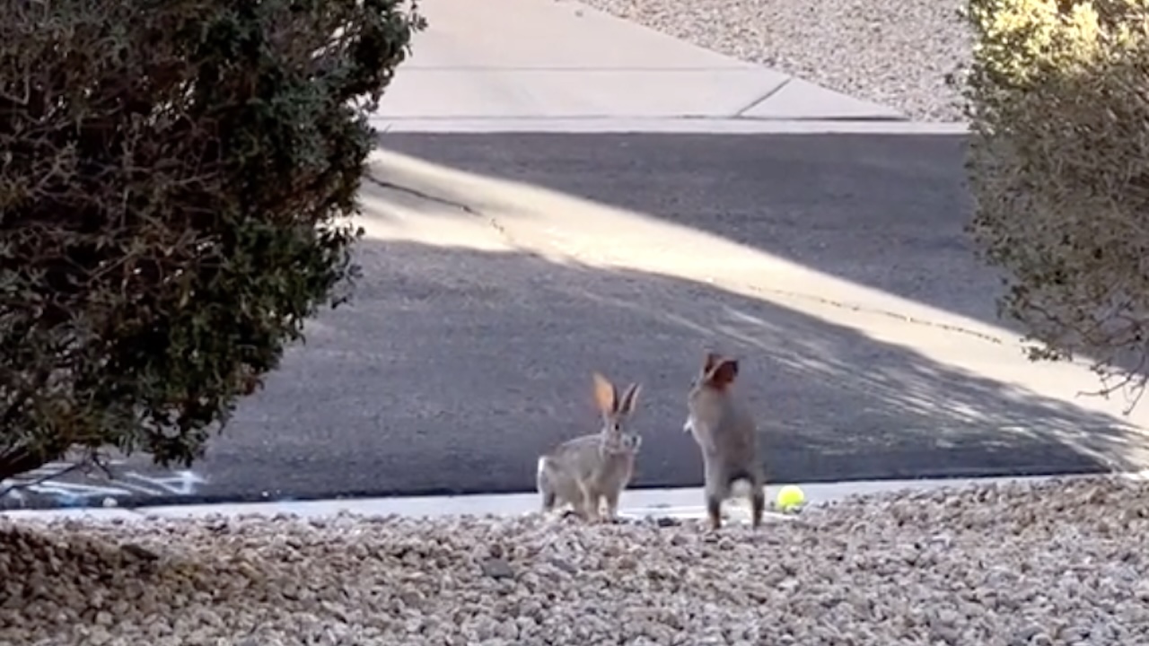 A Pair of Cavorting Cottontail Rabbits Play an Adorable Game of Leapfrog