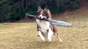 Dog Gets New Sword