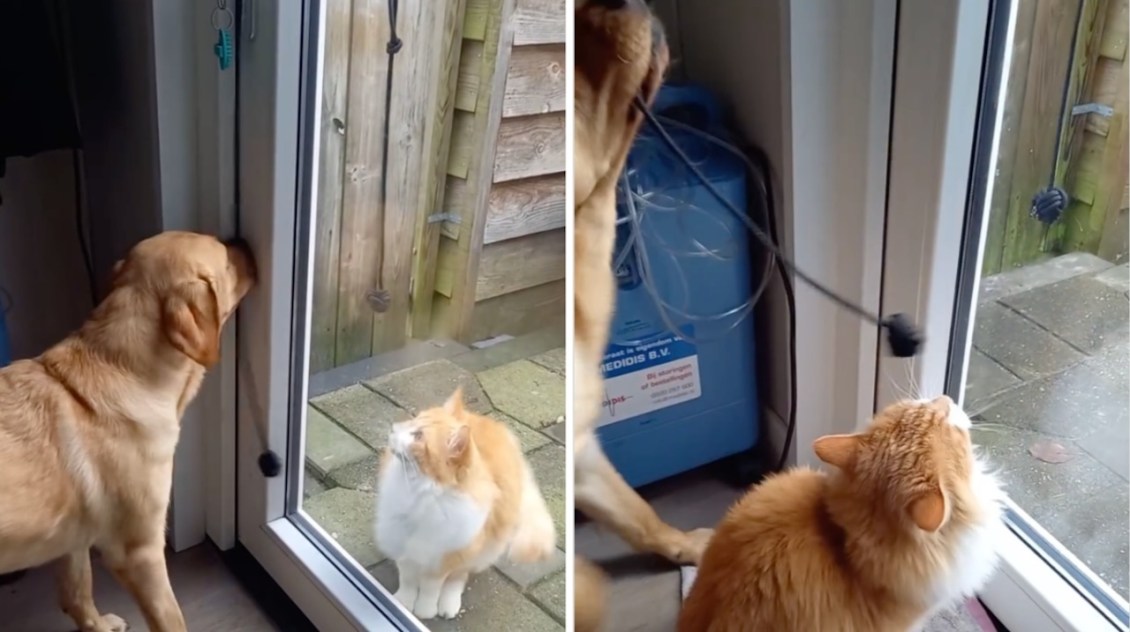 Dog Opens Door for Cat