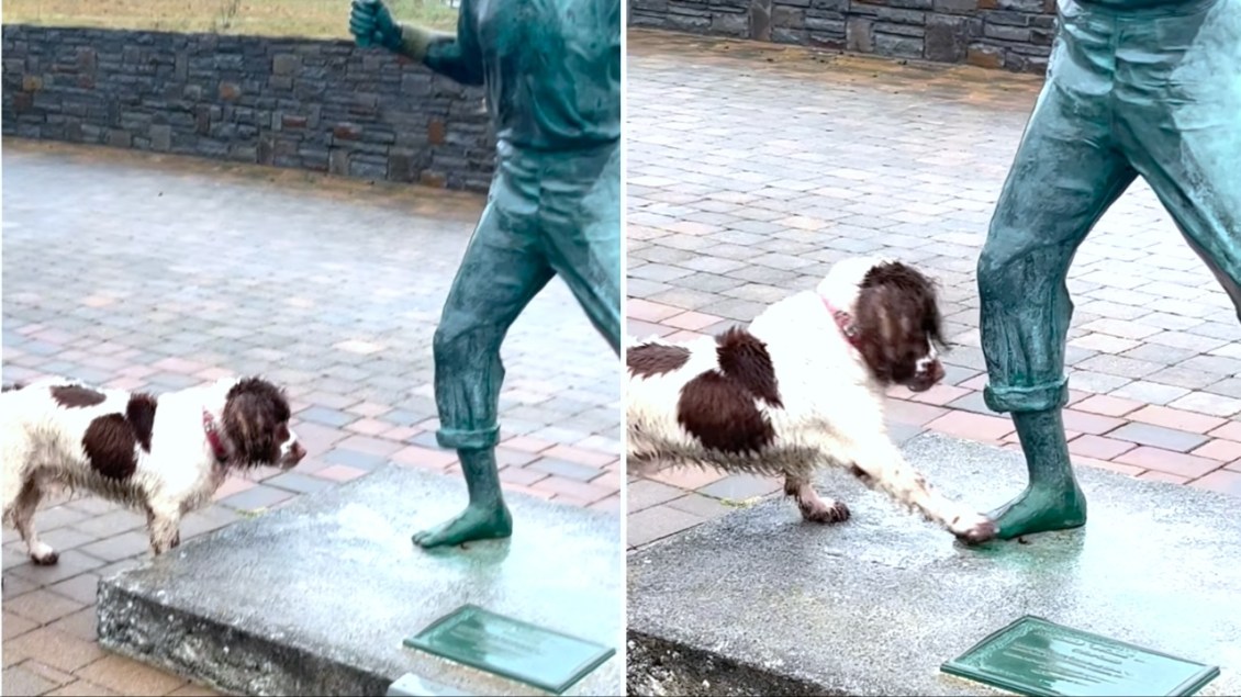 Dog Wants Statue to Play Fetch