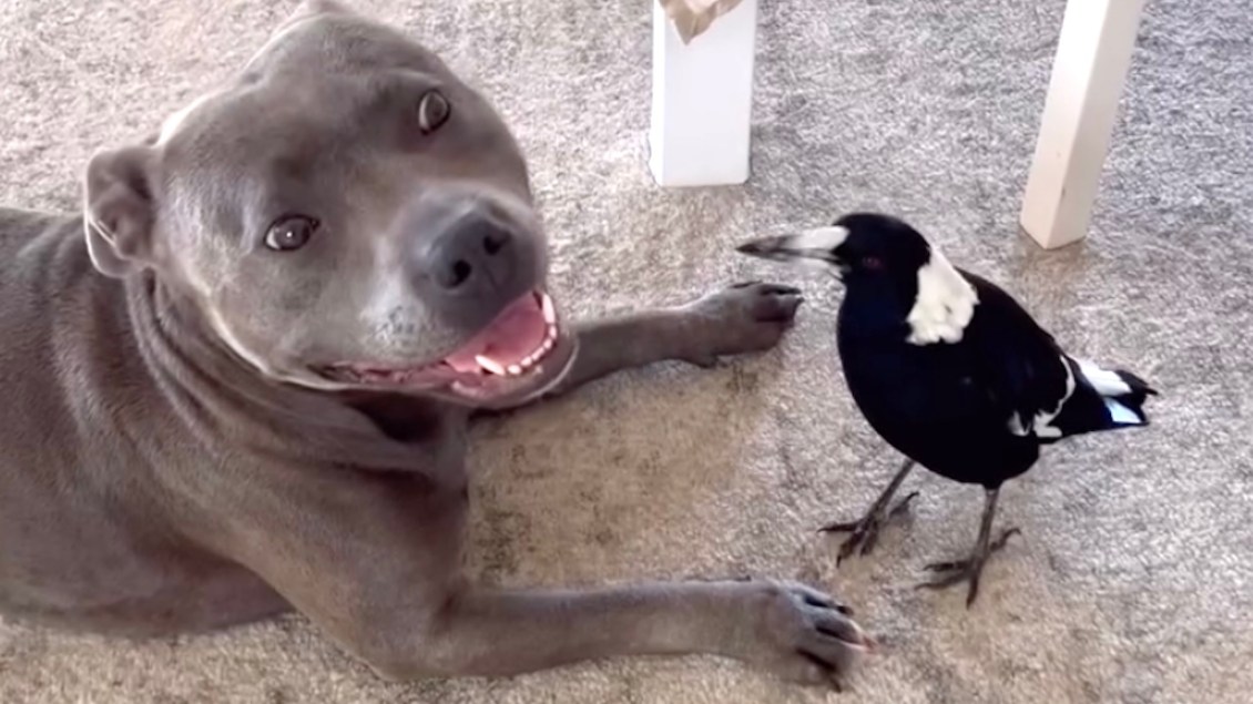Dog and Magpie Best Friends