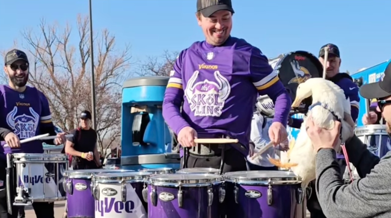 Drumming Duck Lends His Percussive Talent to the Minnesota Vikings Drumline