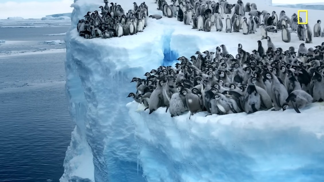Emperor penguin chicks jump 50 ft cliff