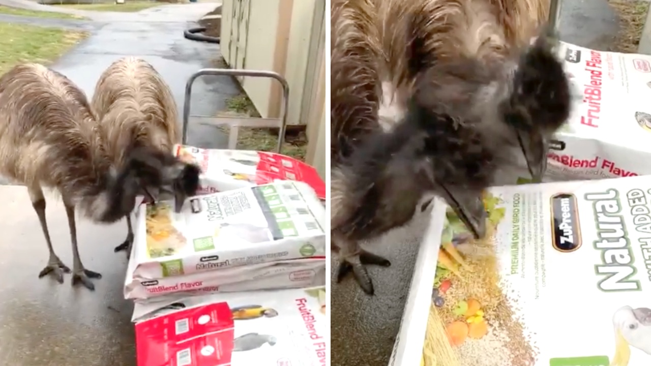 A Pair of Peckish Emus Try to Eat the Food in the Picture on the Front of a Parrot Food Bag