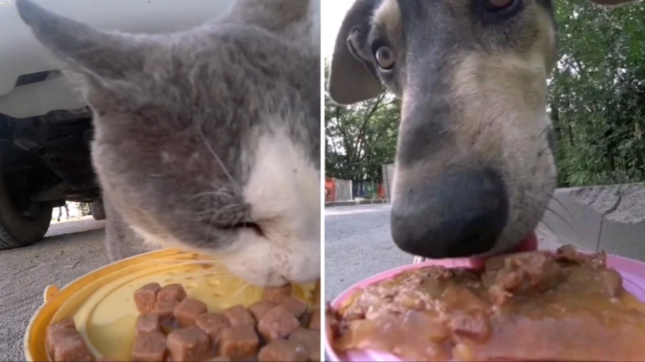Compassionate Man Uses a Remote Control Car to Feed Cats and Dogs Living in the Streets of His City