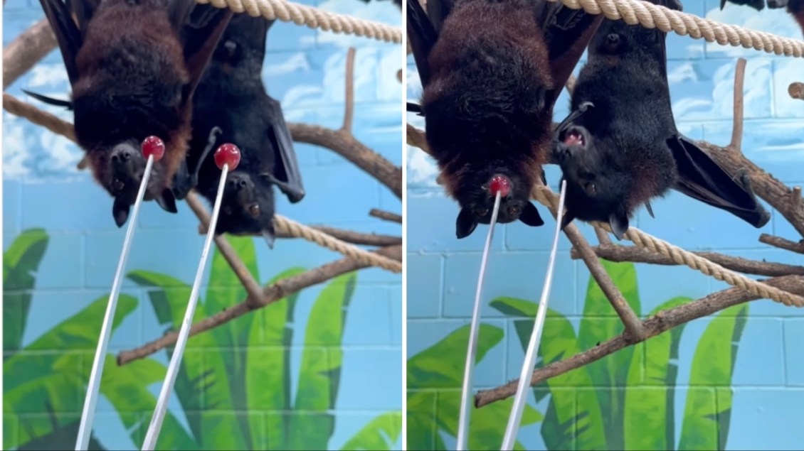 Feeding Grapes to Bats