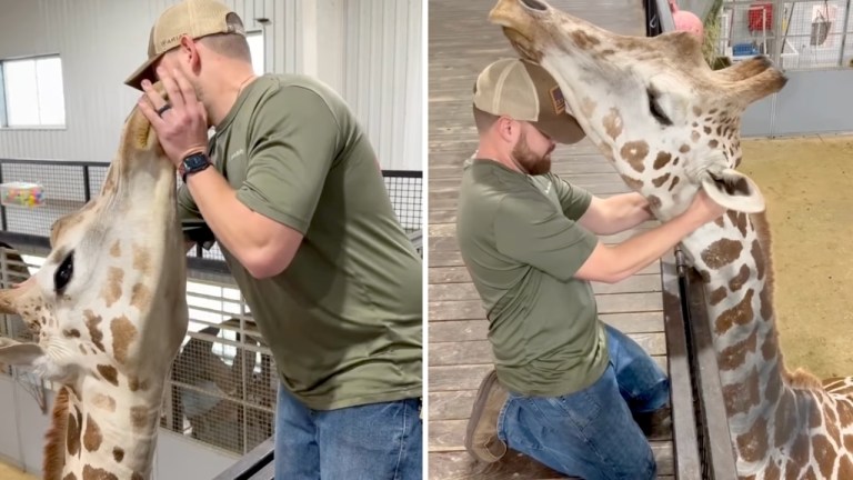 Giraffe Chiropractor