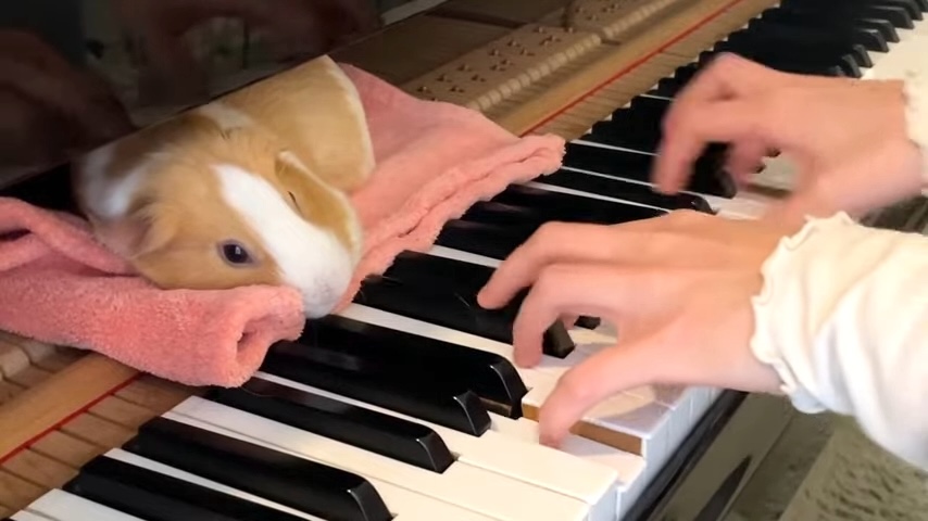 Guinea Pig Piano Nap