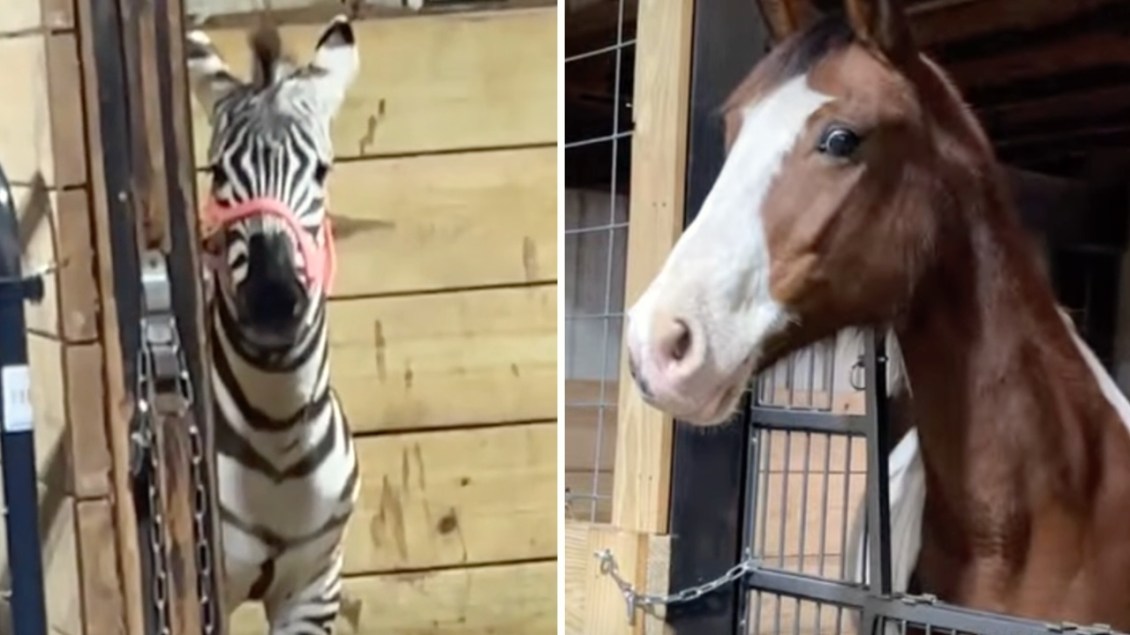 Horse Sees Zebra First Time