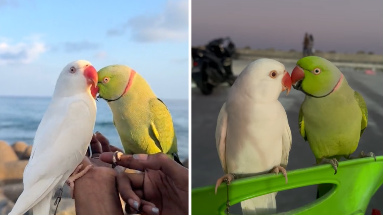 Ringneck Parrot Gives His Girlfriend Lots of Kisses