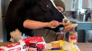 Making Sandwich With Cow