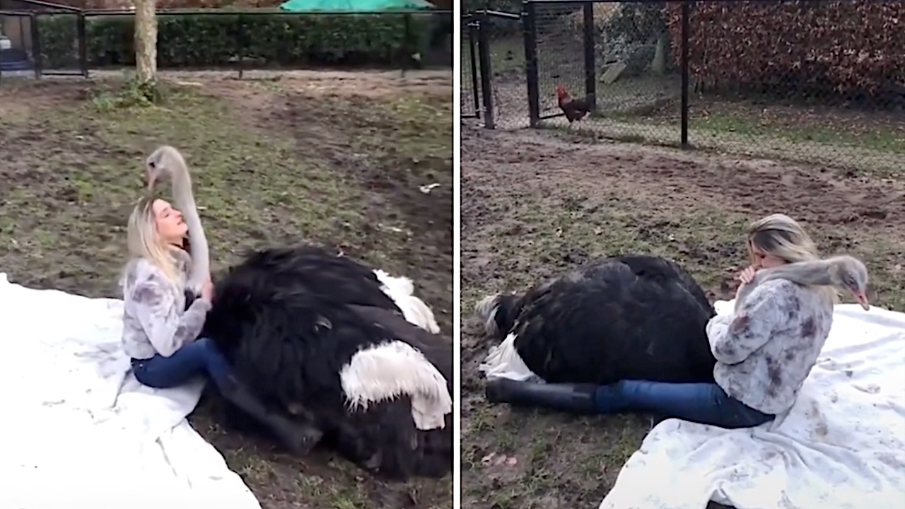 Animal Rescuer Gives a Big Hug to a Gentle Ostrich