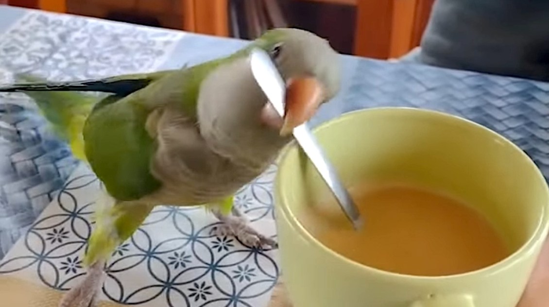 Parrot Stirs Coffee