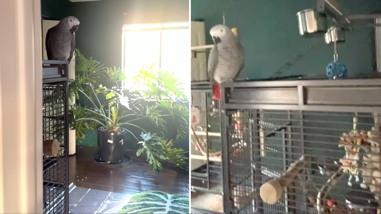 A Pair of Parrots Imitate a Smoke Detector’s Low Battery Sound