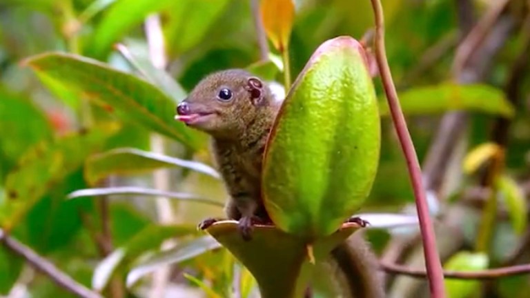 Pitcher Plant Tree Shrew Toilet