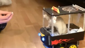 Rat Driving Car