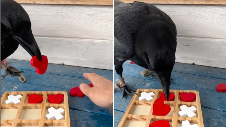 Raven Tic Tac Toe