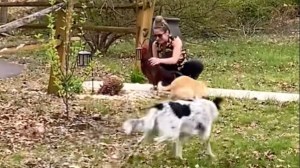 Rooster Greets Human With Dogs