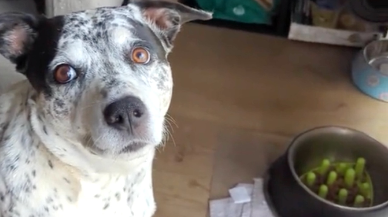 Dog Sitter Tries to Guess the Release Word That Lets the Dog Know He’s Allowed to Eat