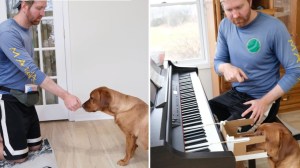 Teach Dog to Play Piano