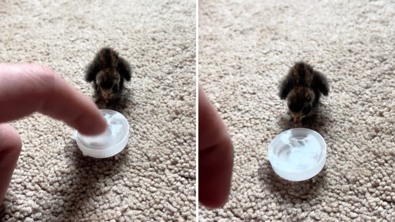 Compassionate Man Teaches Baby Quail to Drink Water