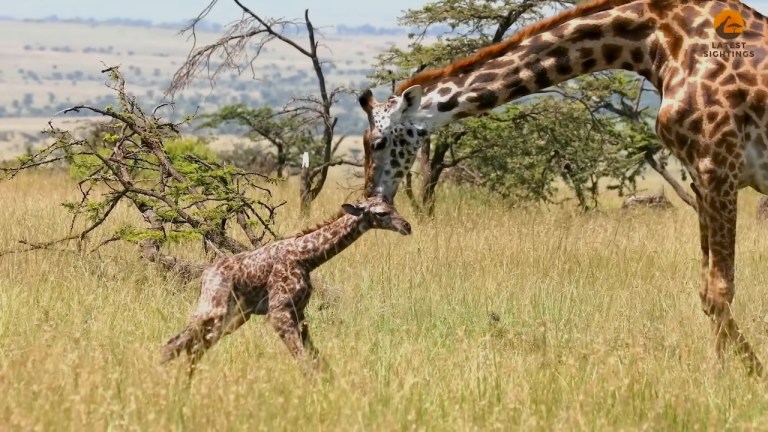 Baby Giraffe Takes First Steps