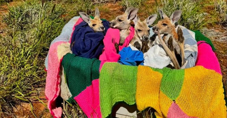 Basket of Baby Kangaroos