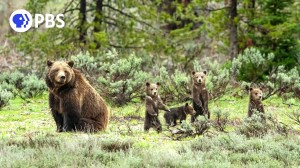 Bear 399 Four Cubs Grand Teton