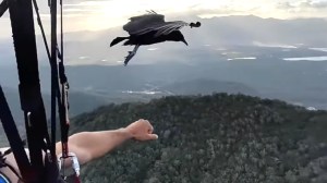 Black Vulture Paragliding