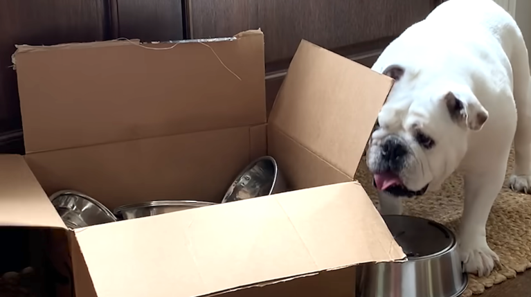 Bulldog Obsessed With Metal Bowls