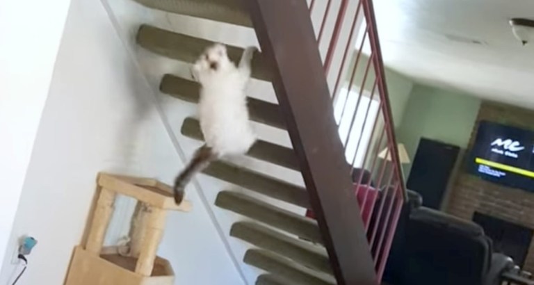 Cat Climbs Underside of Stairs