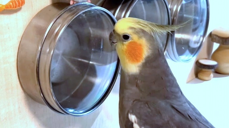 Cockatiel Song