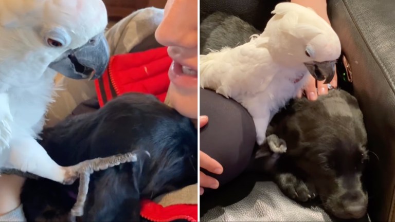 Cockatoo Pets Puppy