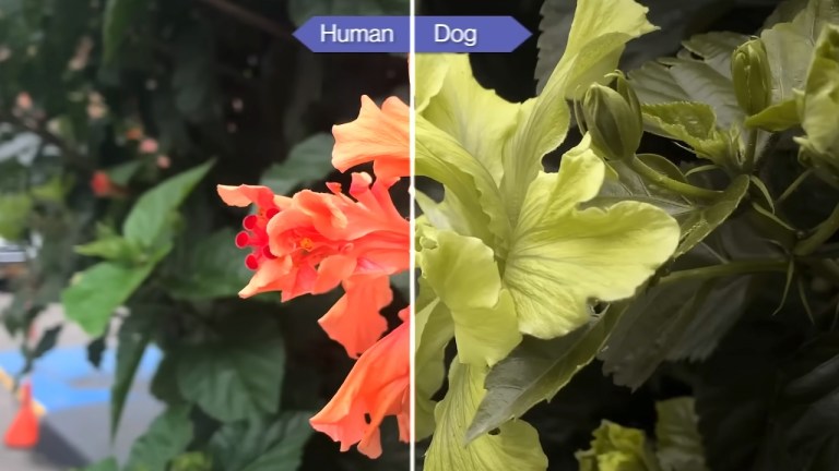 Color blindness in Dogs