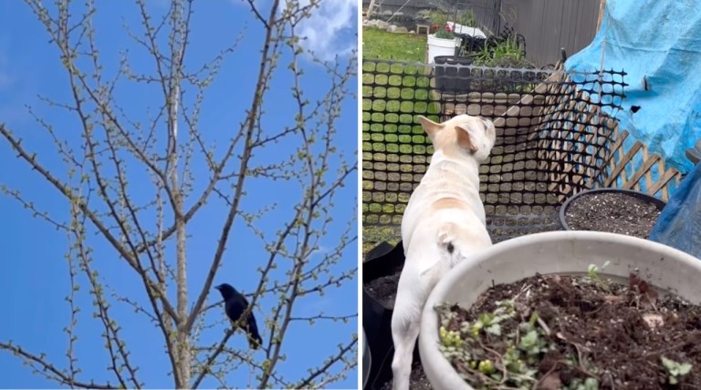 Crow Barks At Dog