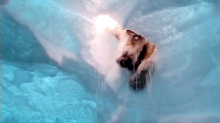 Dog Digs Through Mock Avalanche