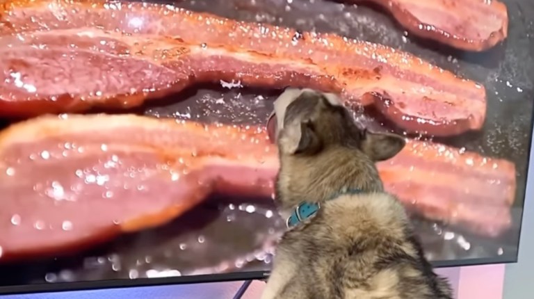 Husky Licks Bacon Video