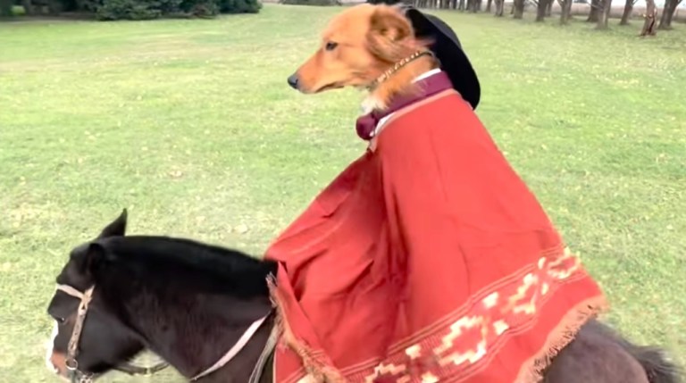 Dog on Horseback