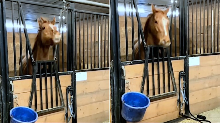 Headbanging Horse