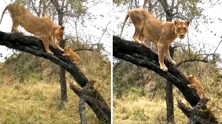 Lioness Teaches Cubs Climb Tree