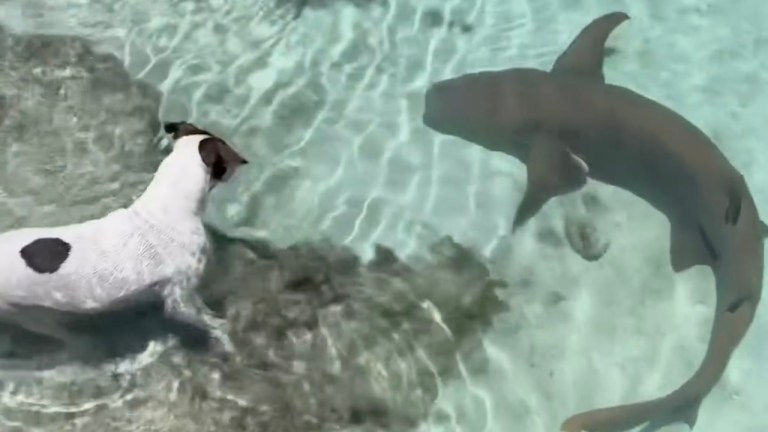 Dogs Swimming With Sharks