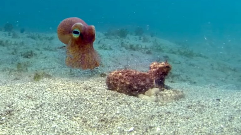 Octopus Mimics Spy Octopus