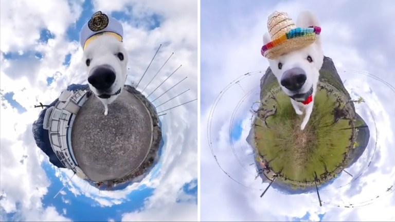 Odin Insta360 Dog