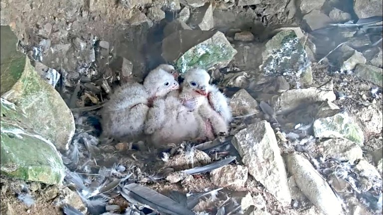 Peregrine Family on Alcatraz Island