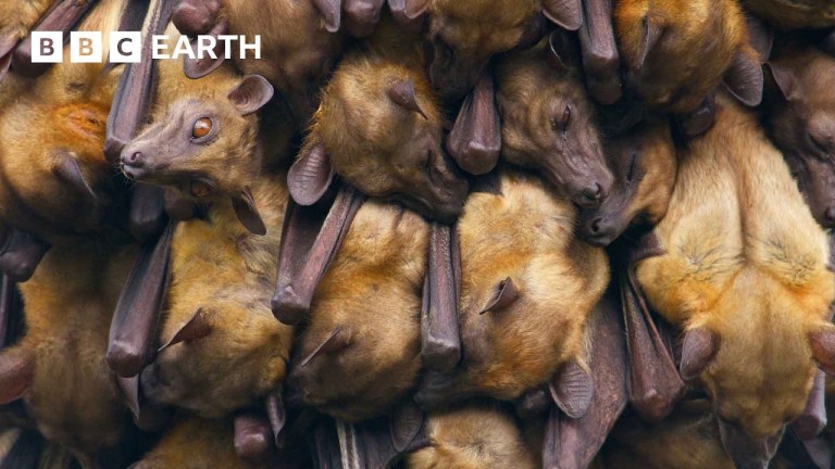 Photographer Lives in Tree Bat Migration