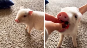 Pig Spins for Strawberry
