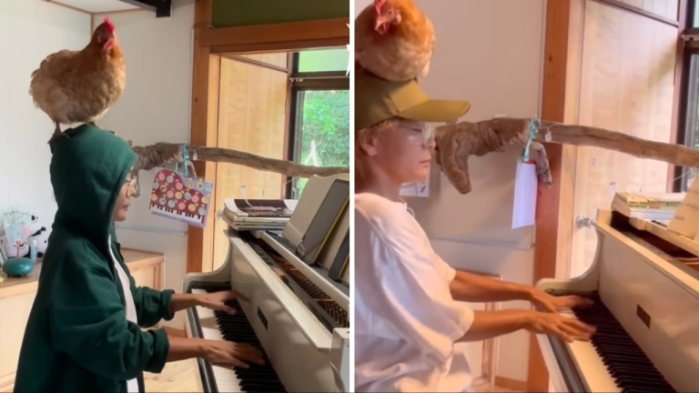 Playing Piano With Chicken on Head