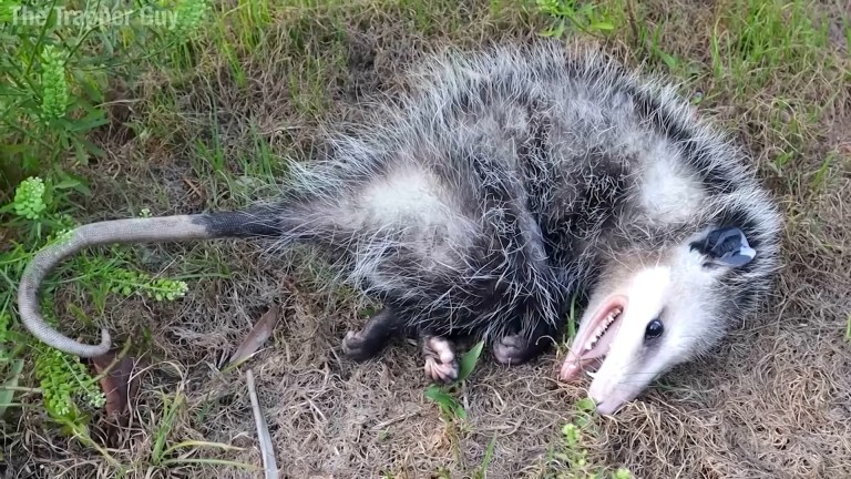 Playing Possum