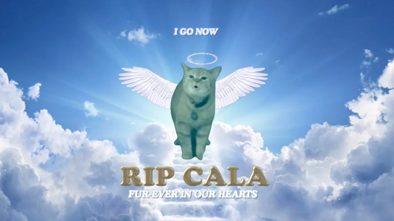 RIP Cala I Go Meow Cat