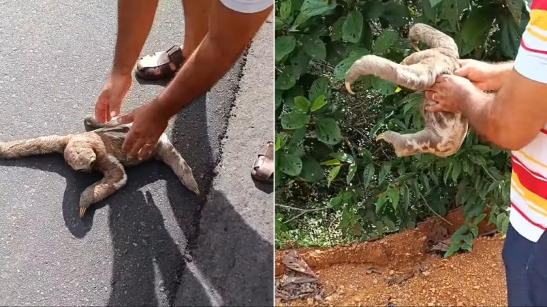 Returning Roadside Sloth to Tree